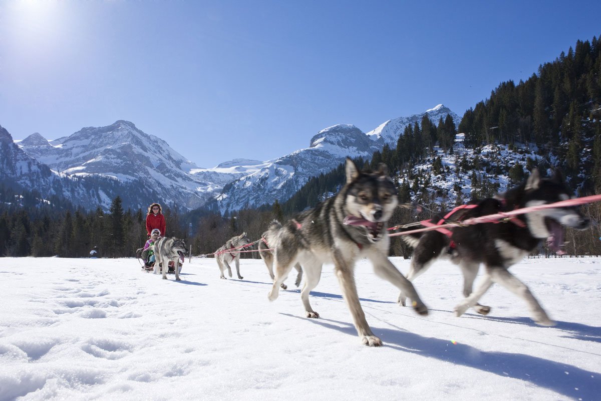 GSTAAD_Lauenen_Huskys.jpg