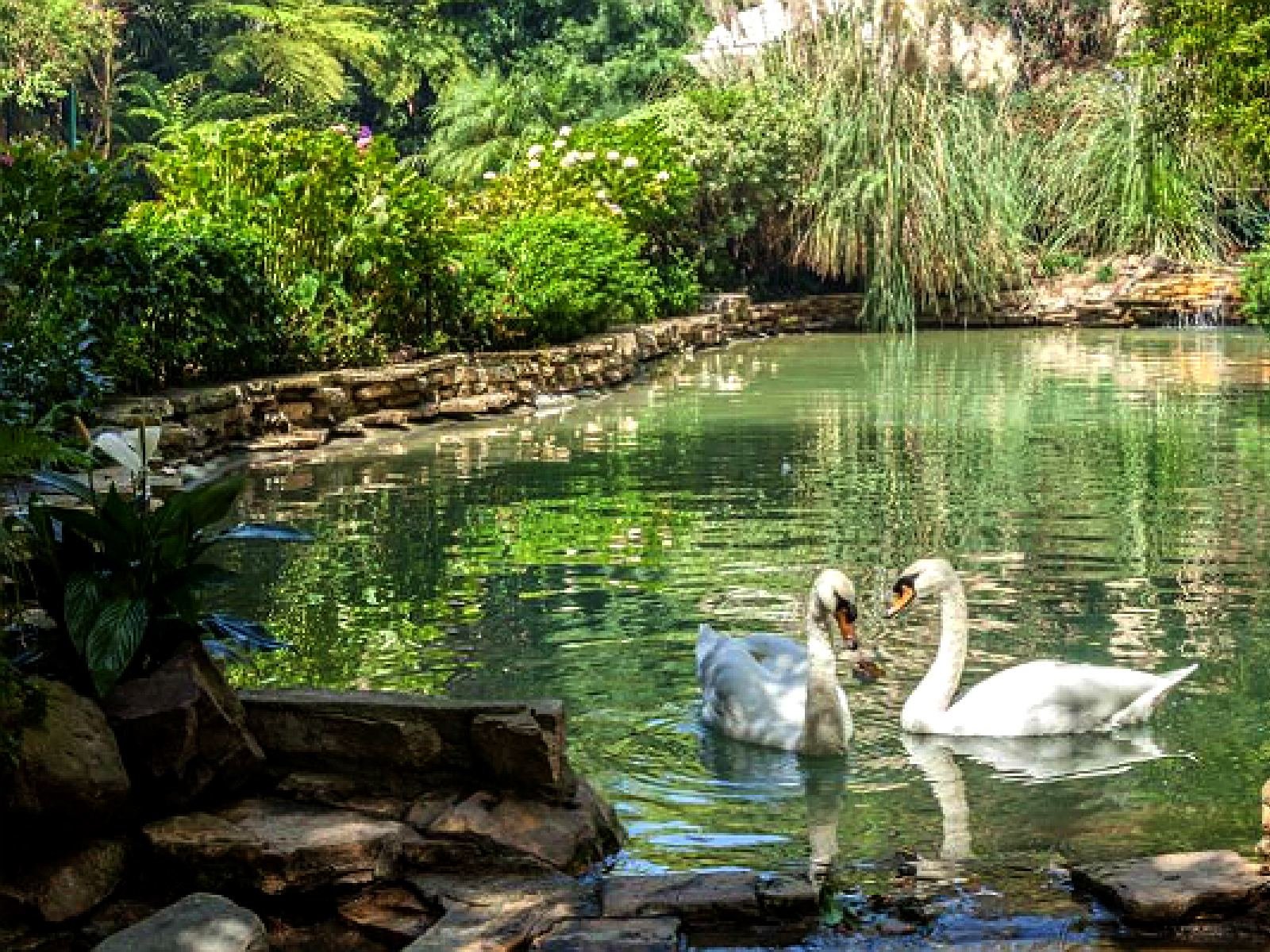 hotel-bel-air-swans.jpg