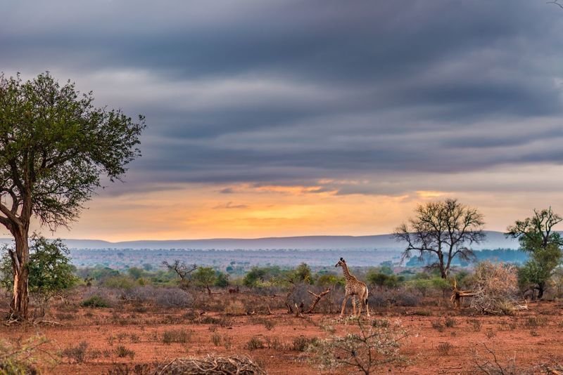 Deserto de Kalahari, Namíbia.jpg