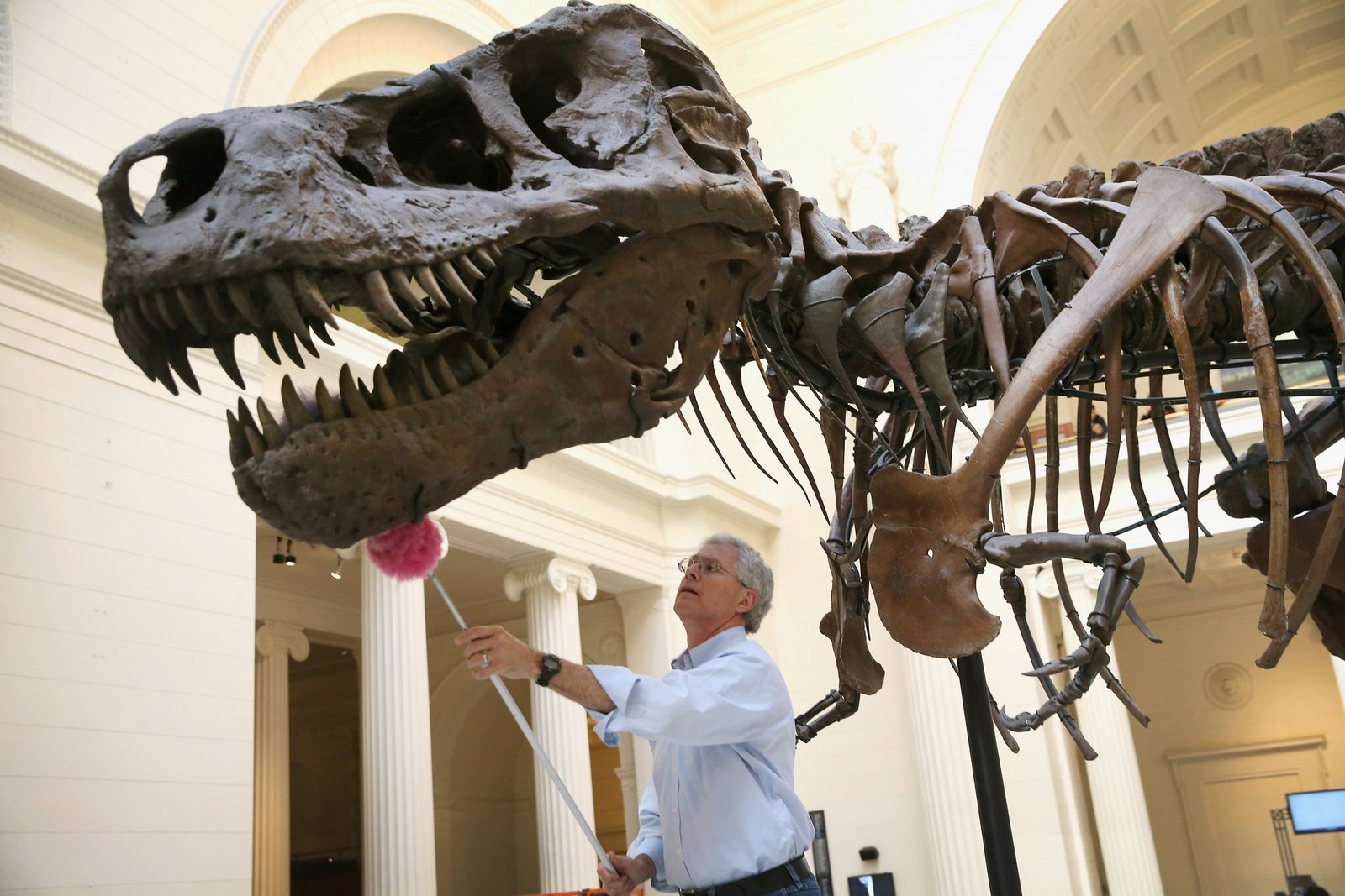 sue-t-rex