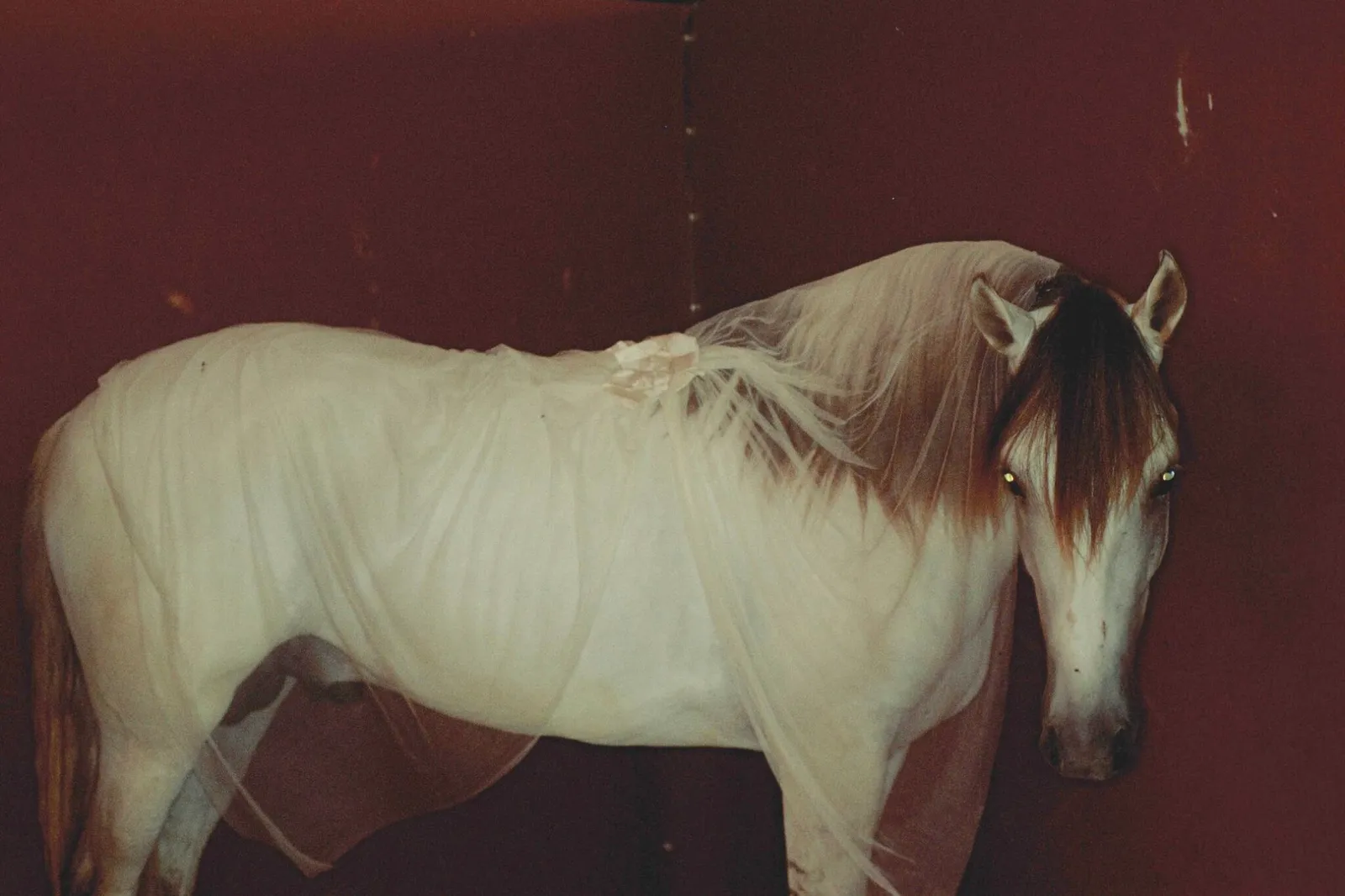 Fotografia de Camille Vivier em exibição na Maison Européenne de la Photographie