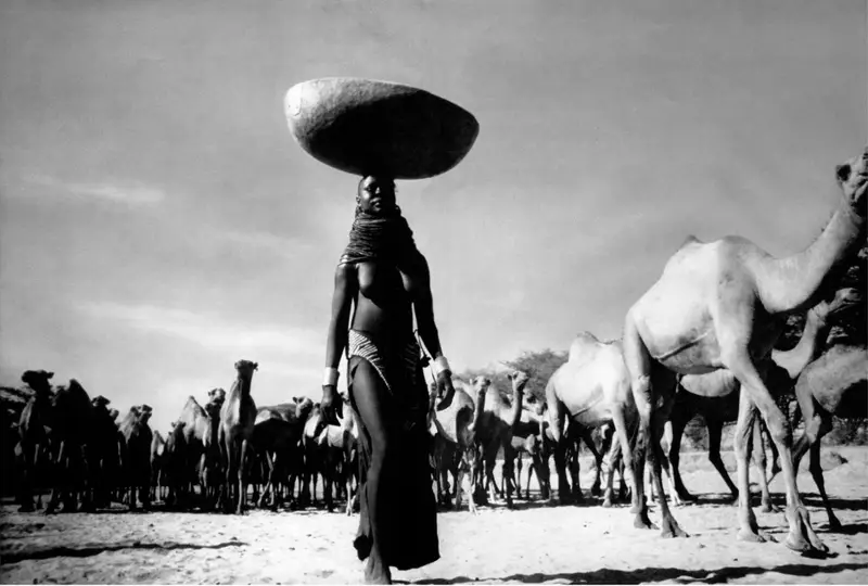 Mulher Turkana equilibra uma cuia de madeira na cabeça ao caminhar entre camelos, fotografia de Mirella Ricciardi
