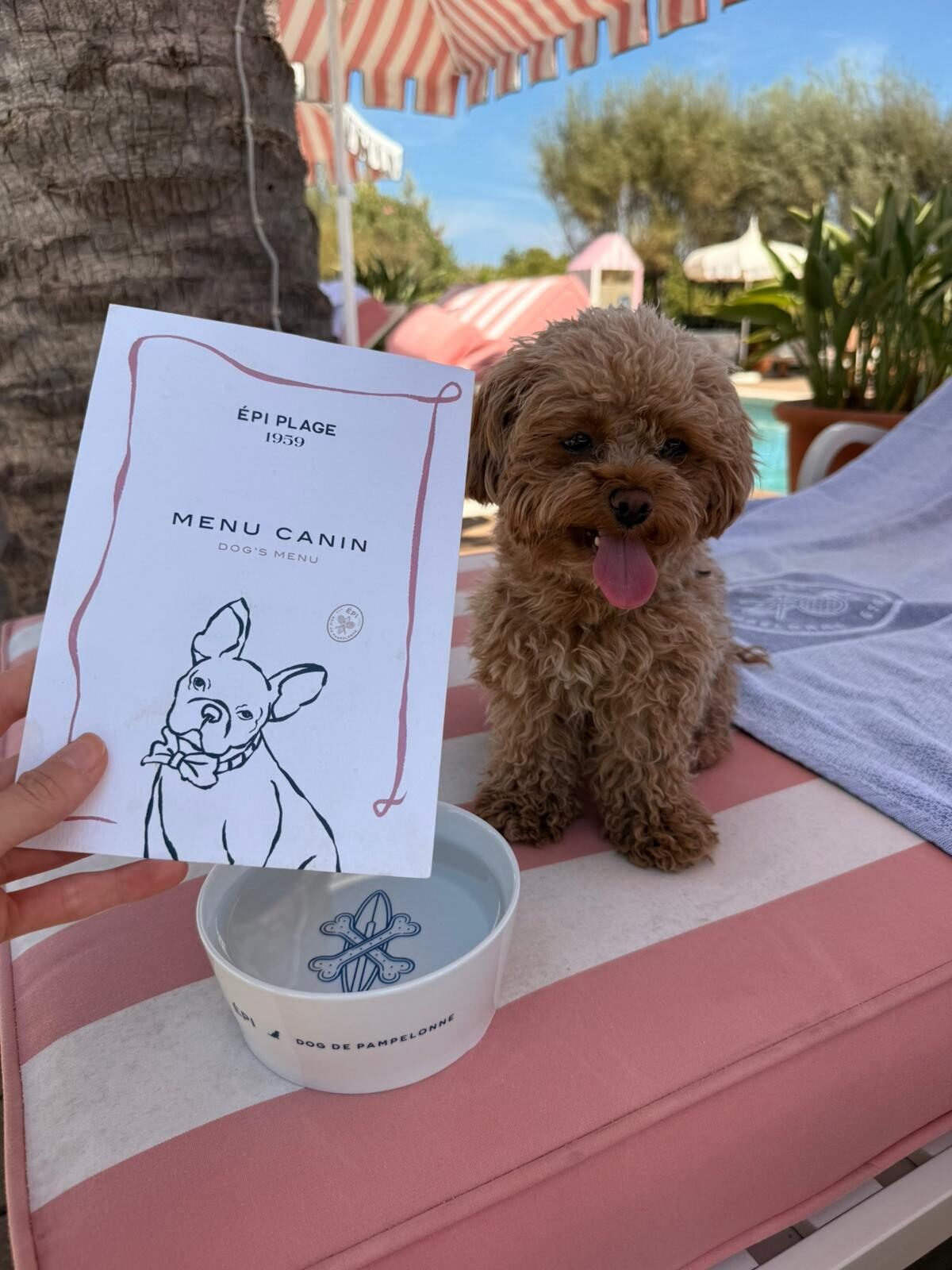 Cachorra Fluffy sentada em espreguiçadeira listrada em rosa e branco ao lado do menu canino do Épi 1959, em Pampelonne