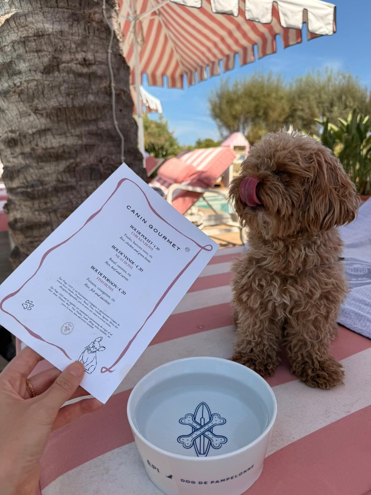 Menu Canin Gourmet do Épi 1959, com bowls de frango, carne e peixe, ao lado da tigela Dog de Pampelonne