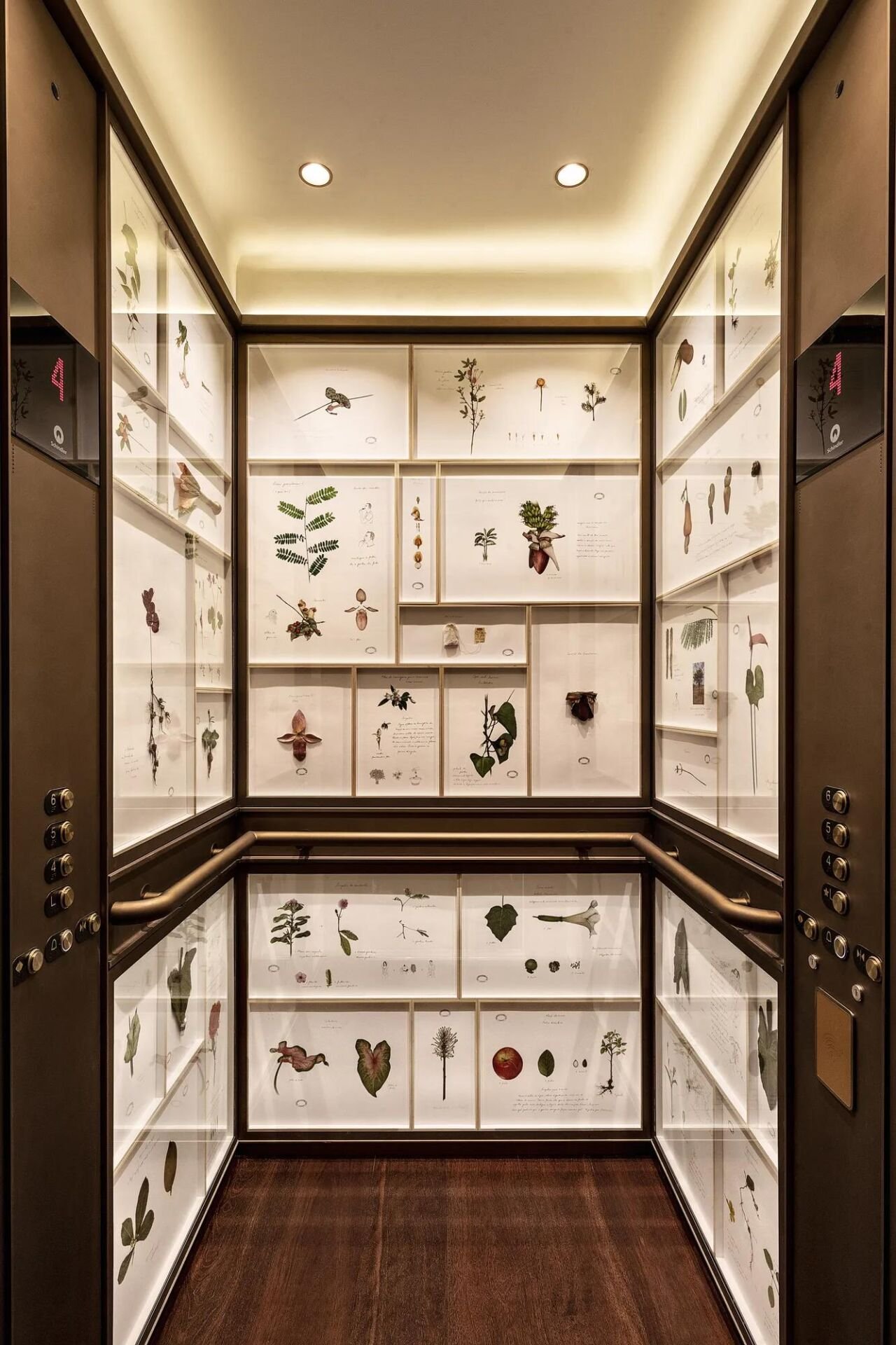Cabine de elevador revestida por painéis iluminados com pranchas de ilustração botânica de orquídeas e folhagens