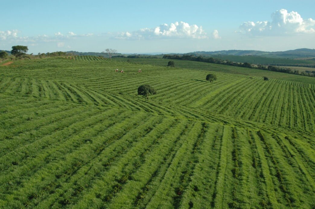 Fileiras de pés de café até o horizonte numa fazenda do sul de Minas Gerais