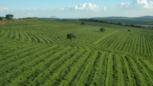 Fileiras de pés de café até o horizonte numa fazenda do sul de Minas Gerais
