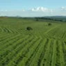 Fileiras de pés de café até o horizonte numa fazenda do sul de Minas Gerais