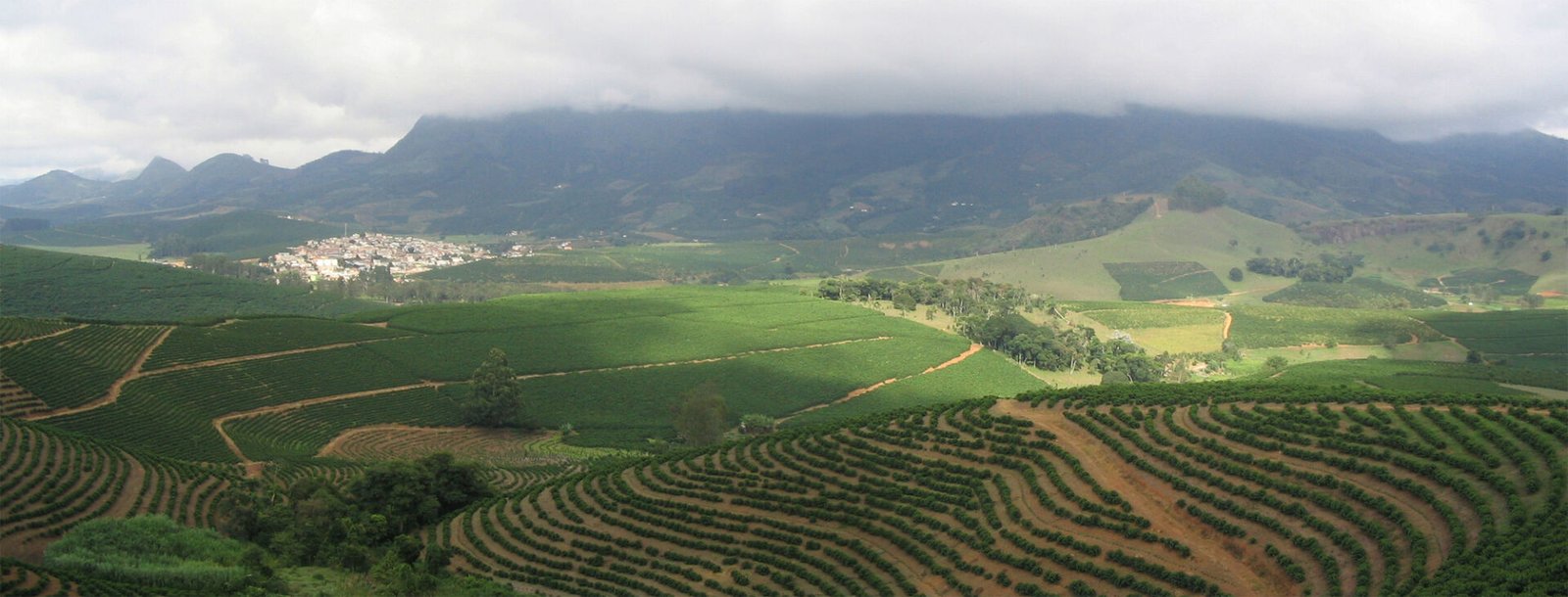Cafezal em curvas de nível numa encosta, com montanhas e nuvens ao fundo
