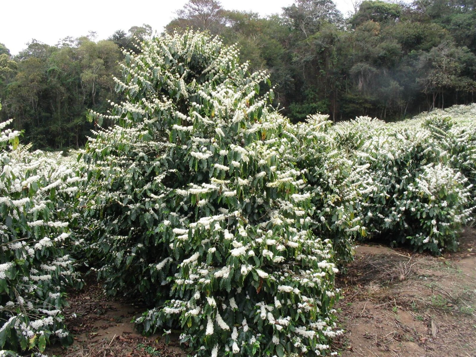 Pés de café cobertos de flores brancas durante a florada, em Minas Gerais