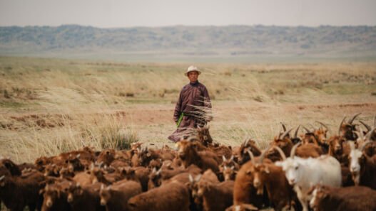 Pastor conduz rebanho de cabras nas estepes da província de Sukhbaatar, na Mongólia